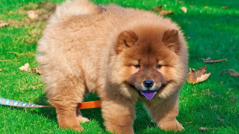 Purple tongue in dogs: symptoms, causes and treatment