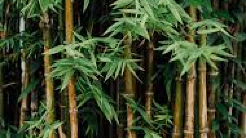 Bamboo Toothbrush – Better For Your Health & Eco-Friendly