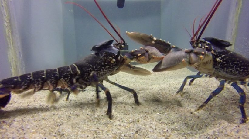 Do you know how do lobsters communicate?