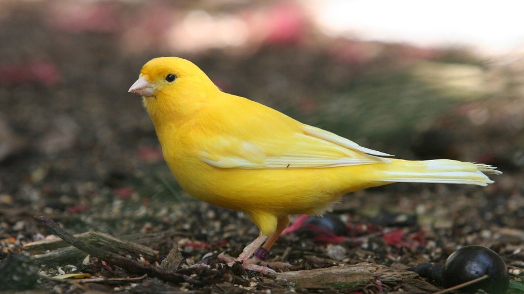 How to care for a canary