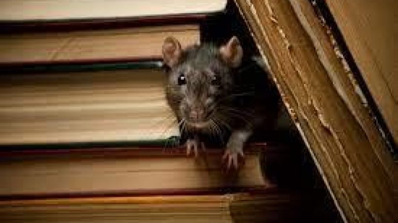 The Brown Rat – One of the World’s Most Successful Mammals