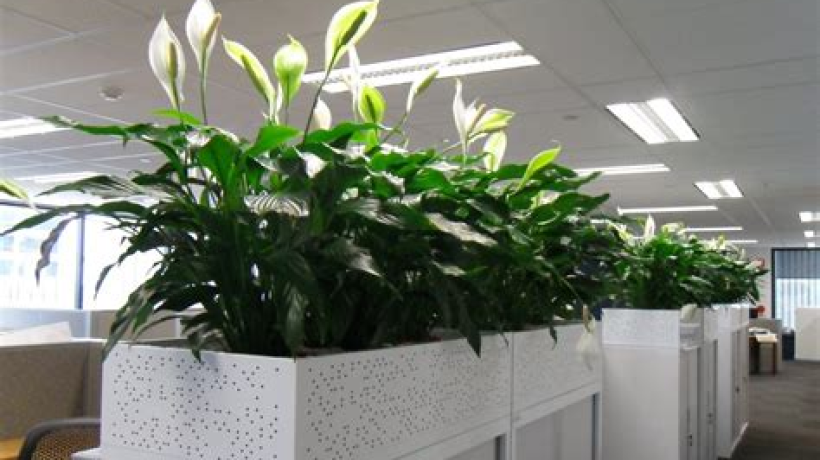 Songs for choosing new office furniture