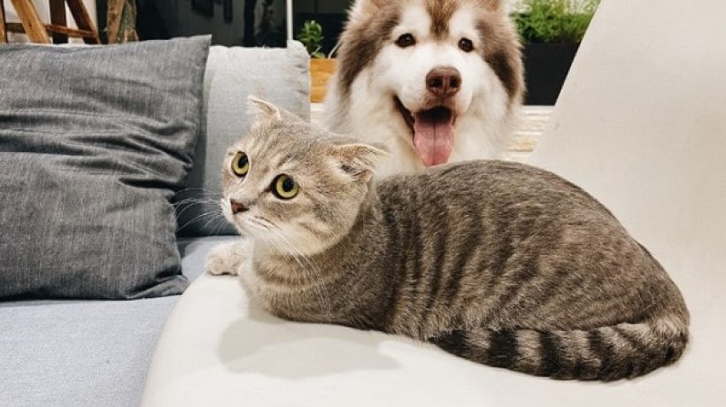 Can cats and dogs mate?