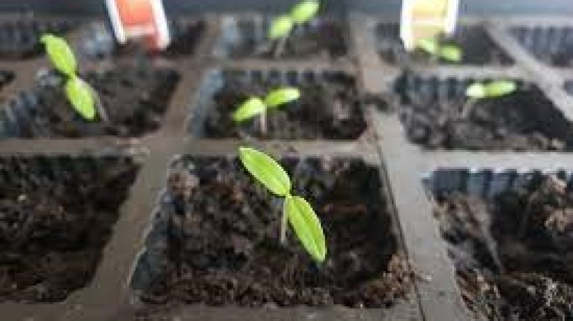February Jobs to Get your Garden Looking Great After Winter